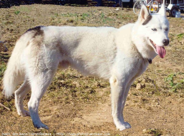 Photo de Husky siberien