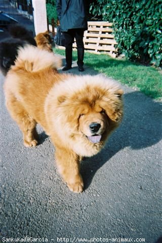 Photo de Chow chow