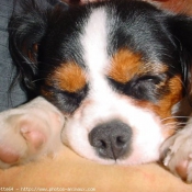 Photo de Cavalier king charles spaniel