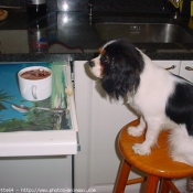 Photo de Cavalier king charles spaniel