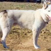 Photo de Husky siberien