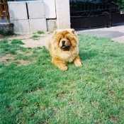 Photo de Chow chow