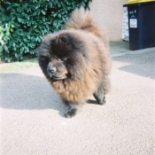 Photo de Chow chow