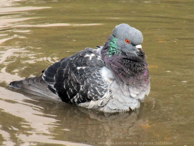 Photo de Pigeon