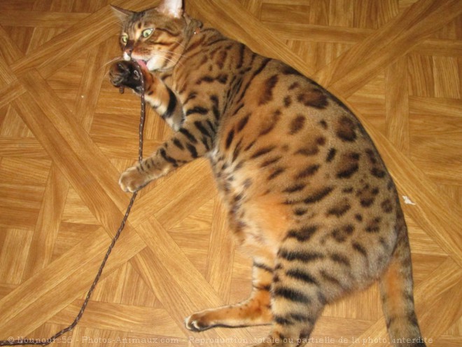 Photo de Bengal