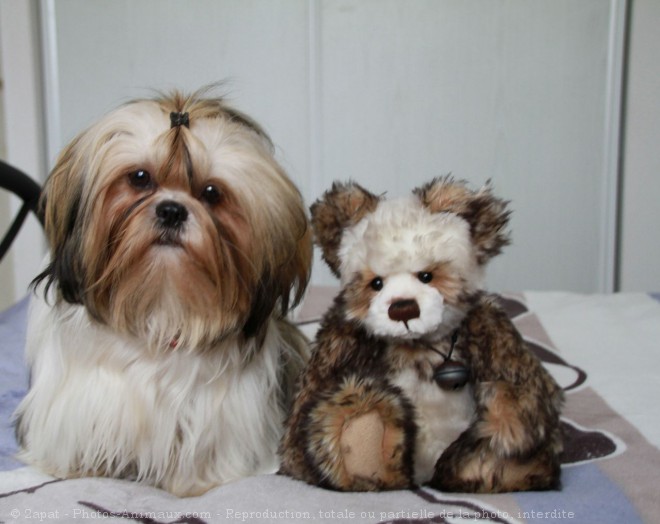 Photo de Shih tzu