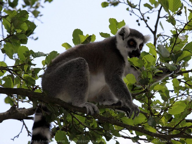 Photo de Lmurien - maki catta