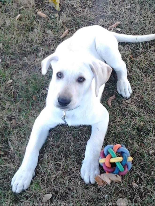 Photo de Labrador retriever