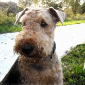 Photo d'Airedale terrier