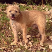 Photo de Border terrier