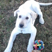 Photo de Labrador retriever