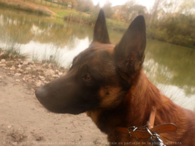 Photo de Berger belge malinois