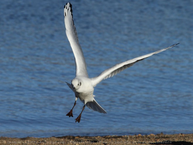 Photo de Mouette