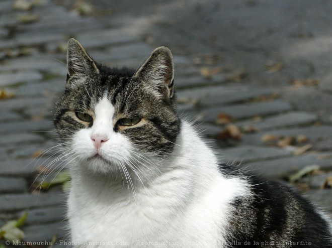 Photo de Chat domestique