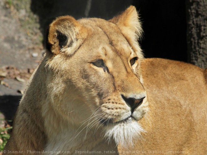 Photo de Lion