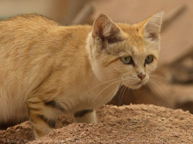 Photo de Chat des sables