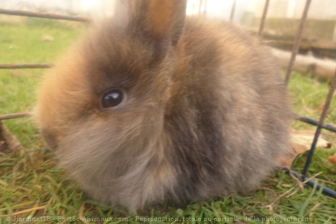 Photo de Lapin