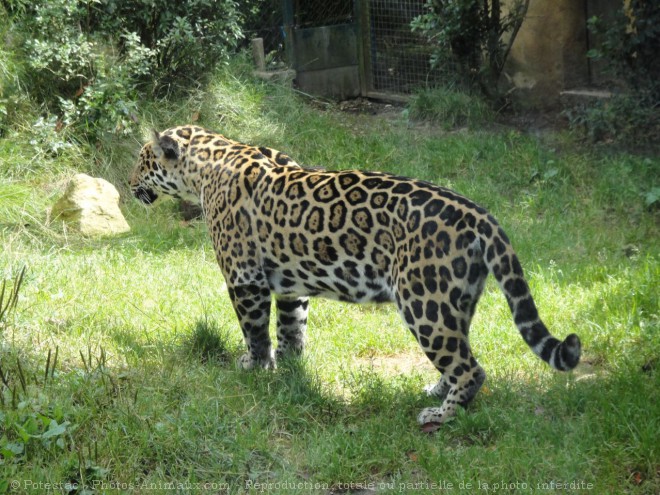 Photo de Jaguar