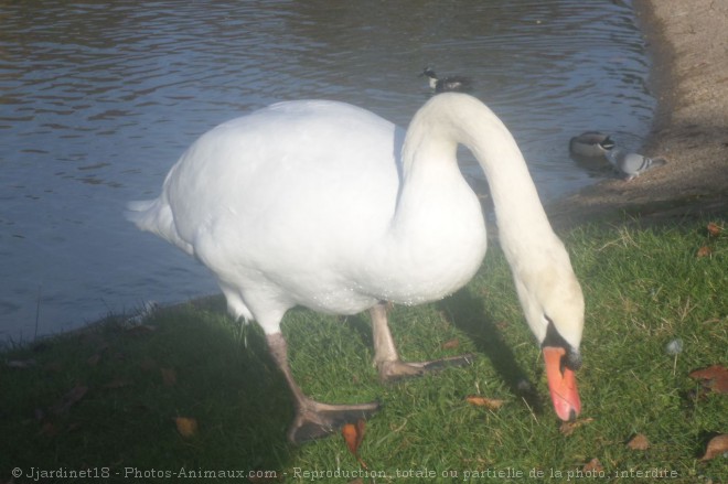 Photo de Cygne