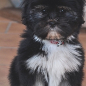 Photo de Lhassa apso