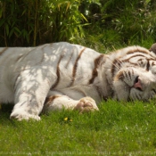 Photo de Tigre