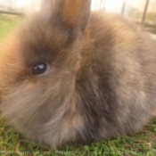 Photo de Lapin