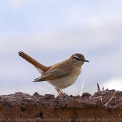 Photo de Phragmite des joncs