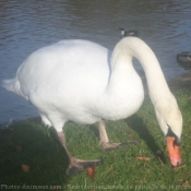 Photo de Cygne