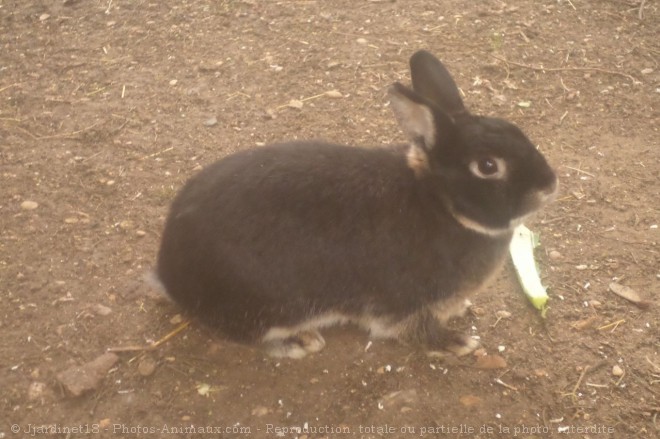 Photo de Lapin