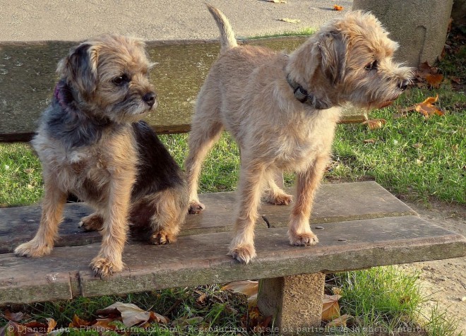 Photo de Border terrier