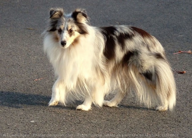 Photo de Chien de berger des shetland