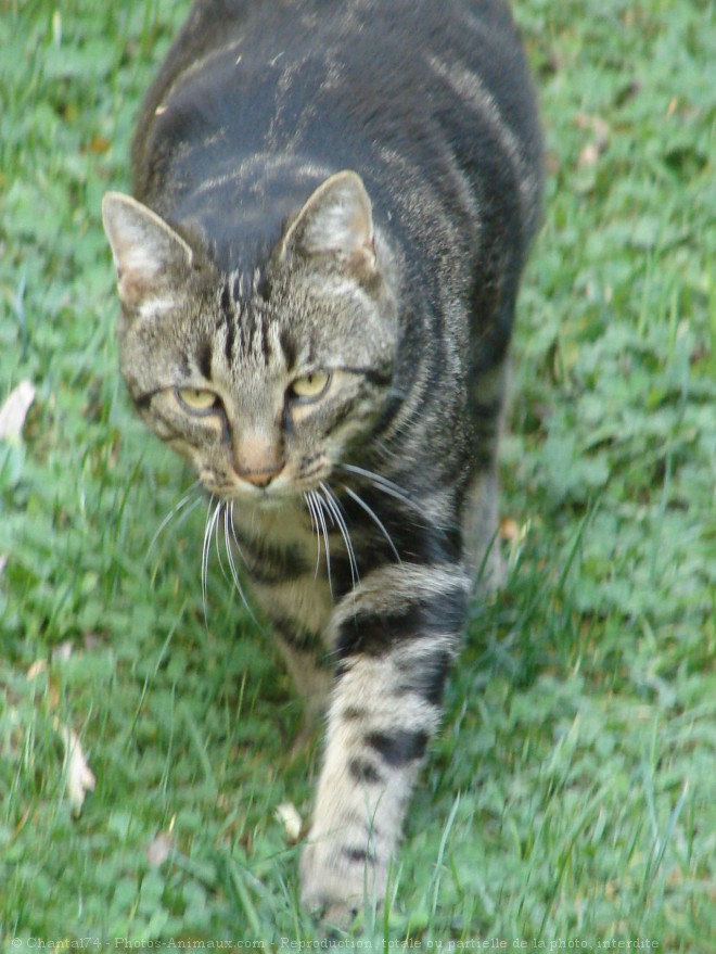 Photo de Chat domestique