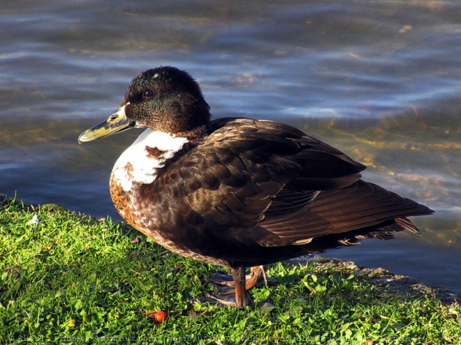 Photo de Canard