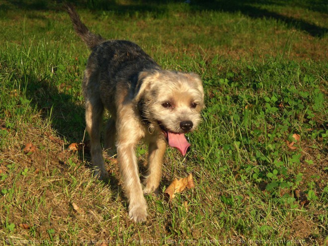 Photo de Border terrier