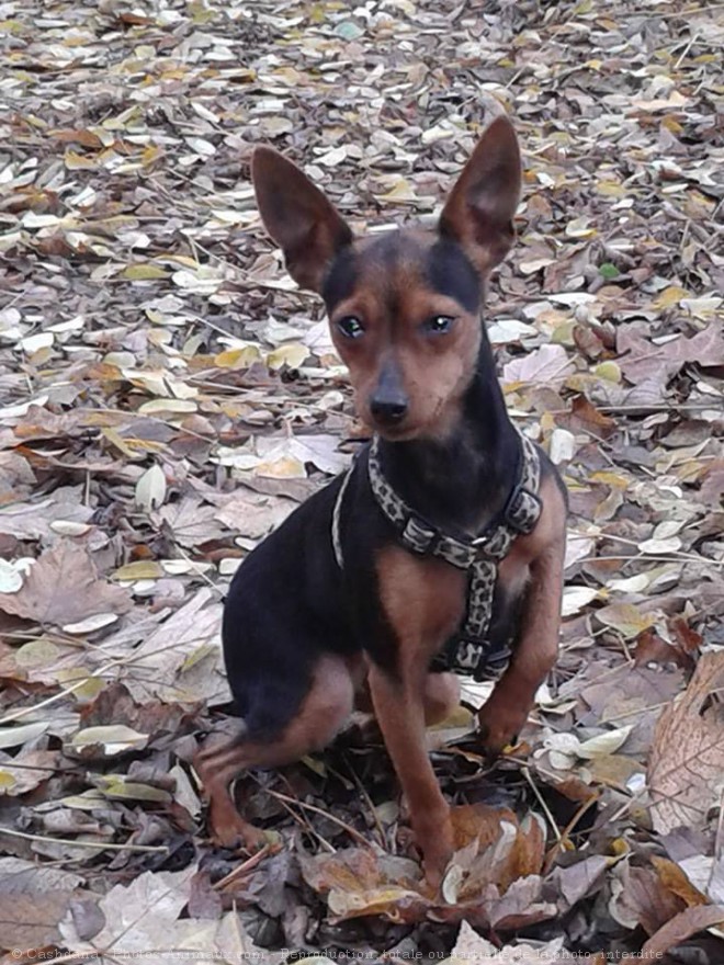 Photo de Pinscher nain