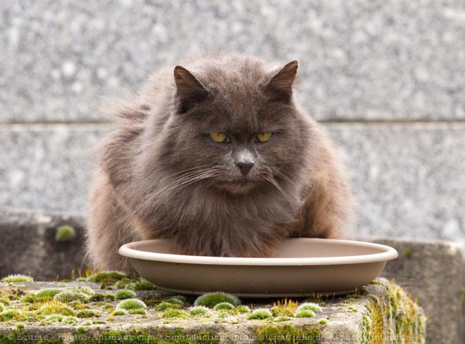 Photo de Chat domestique