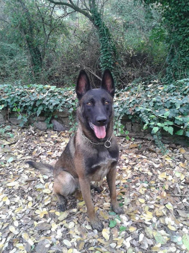 Photo de Berger belge malinois