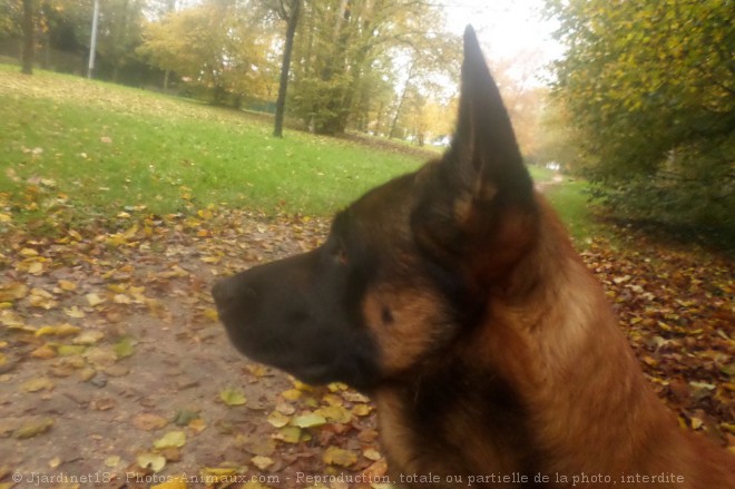 Photo de Berger belge malinois