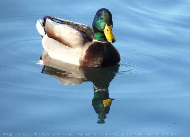 Photo de Canard colvert