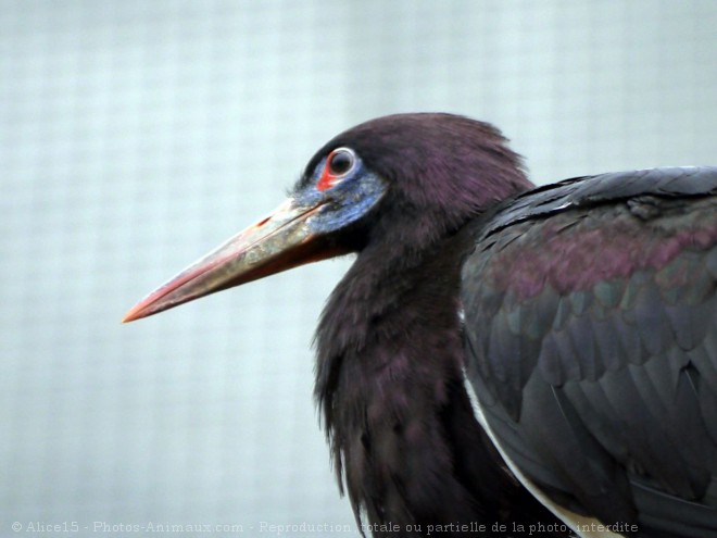 Photo de Cigogne