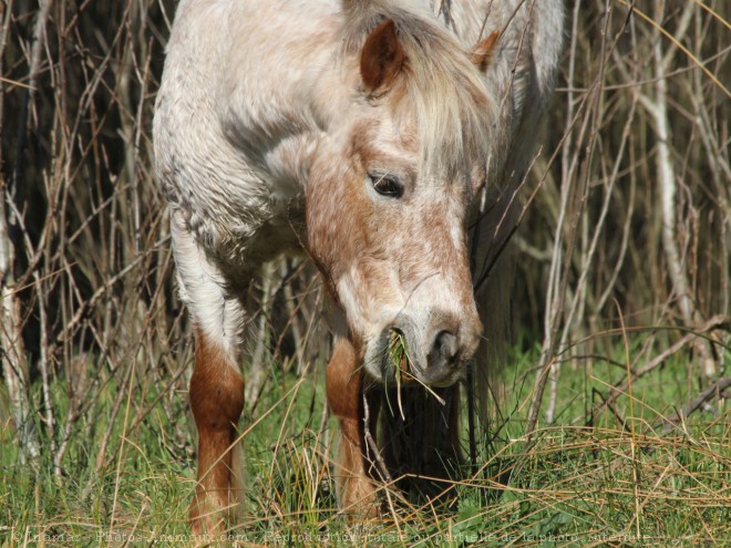 Photo de Poney (toutes races)