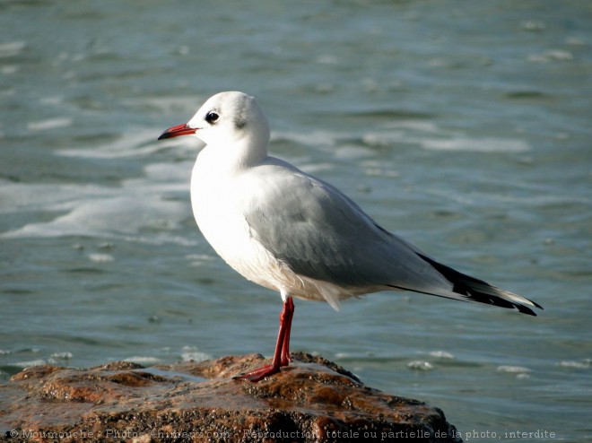 Photo de Mouette