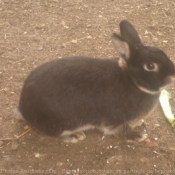 Photo de Lapin