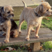 Photo de Border terrier