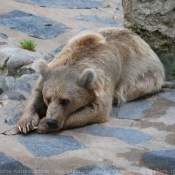 Photo d'Ours