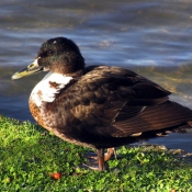 Photo de Canard