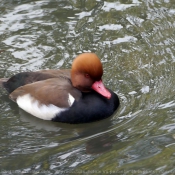 Photo de Canard nette rousse