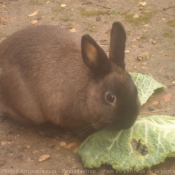 Photo de Lapin