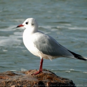 Photo de Mouette