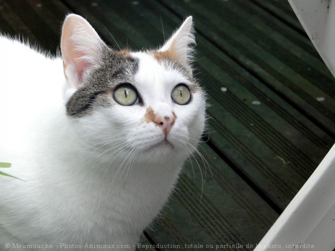 Photo de Chat domestique